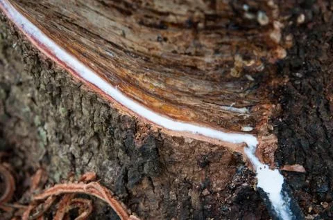 Rubber tree Stock Photos