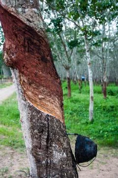 Rubber tree Stock-Fotos