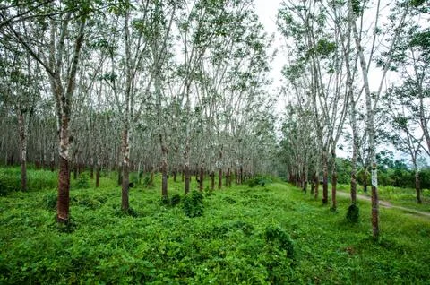Rubber tree Stock Photos