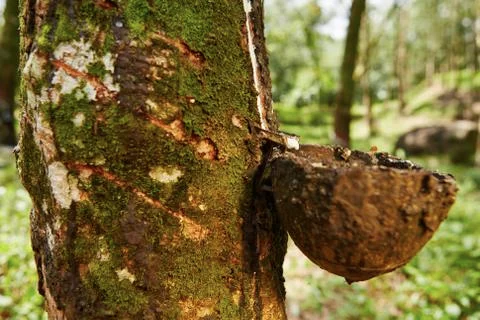 Rubber tree Stock-Fotos