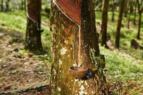 Rubber tree Foto stock