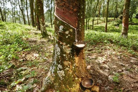 Rubber tree Foto stock