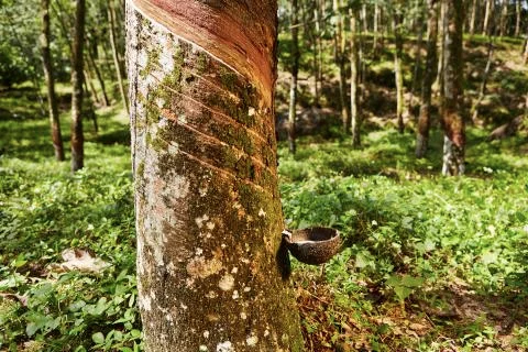 Rubber tree Foto stock