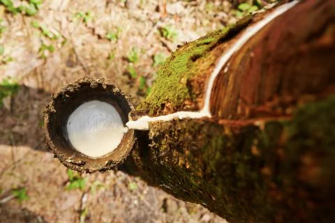 Rubber tree Foto stock
