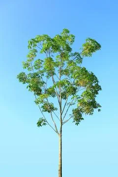 Rubber tree Stock Photos