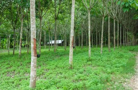 Rubber tree. Stock Photos