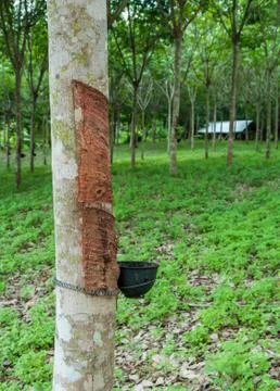 Rubber tree. Photos