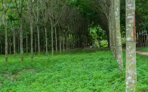 Rubber tree. Stock Photos