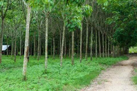 Rubber tree. Stock Photos