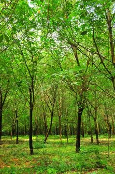 Rubber tree Fotos de archivo
