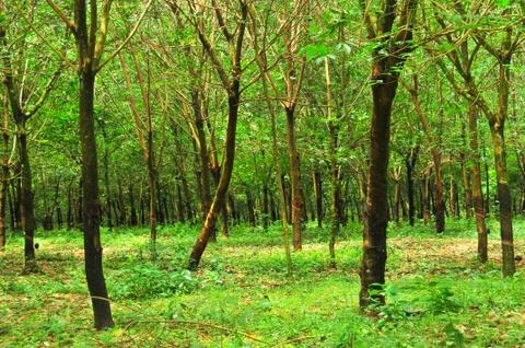 Rubber tree Fotos de archivo