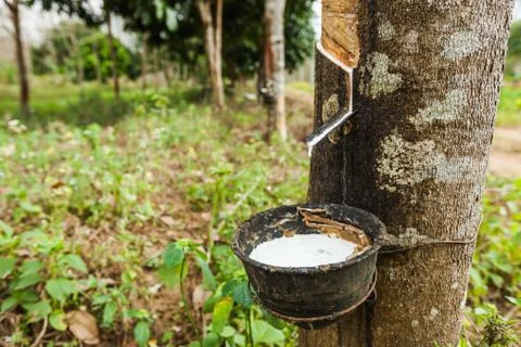 Rubber tree Stock Photos