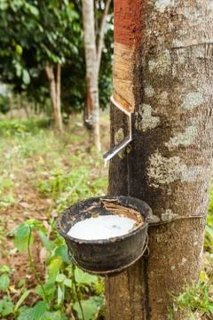 Rubber tree Stock Photos