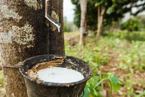 Rubber tree Stock Photos