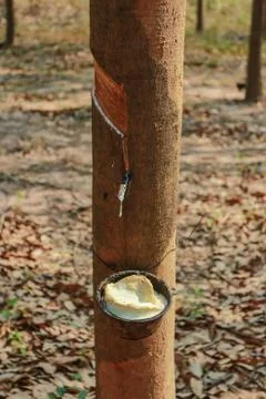 Rubber tree. Stock Photos