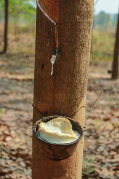 Rubber tree. Stock Photos