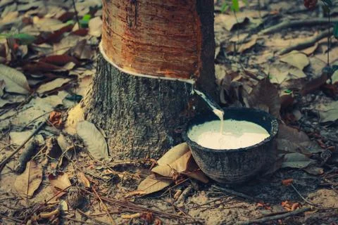 Rubber tree. Stock Photos