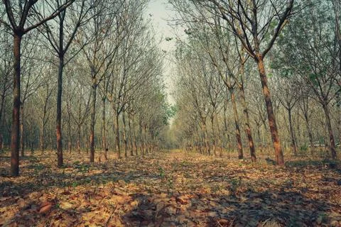 Rubber tree. Stock Photos