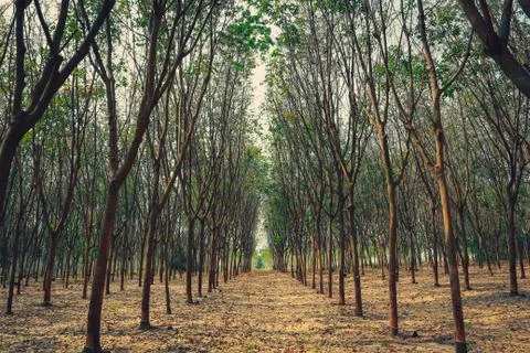 Rubber tree. Stock Photos