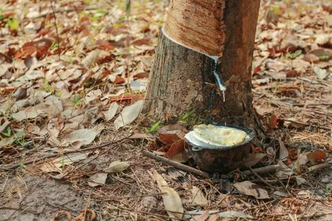 Rubber tree. Stock Photos