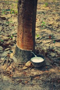 Rubber tree. Stock Photos