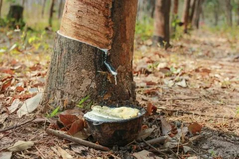 Rubber tree. Stock Photos