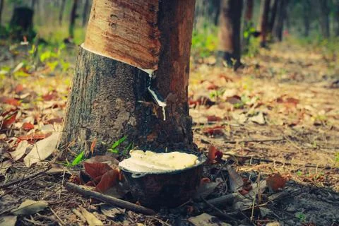 Rubber tree. Stock Photos