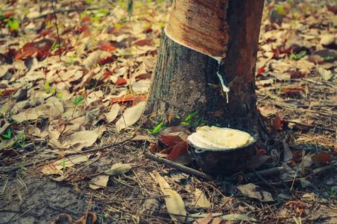 Rubber tree. Stock Photos