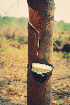 Rubber tree. Stock Photos
