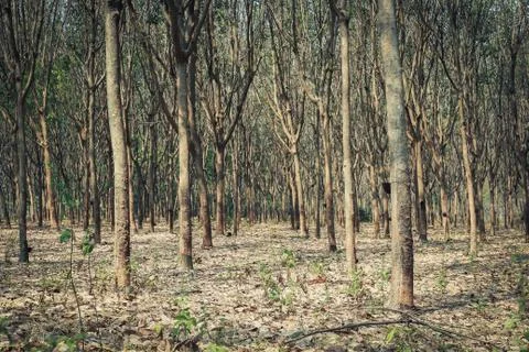 Rubber tree. Stock Photos