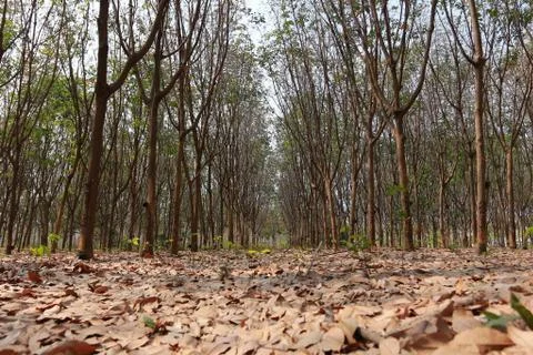 Rubber tree. Stock Photos
