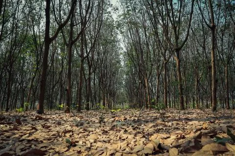 Rubber tree. Stock Photos