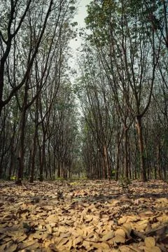 Rubber tree. Stock Photos