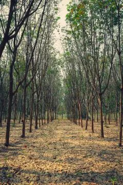 Rubber tree. Stock Photos