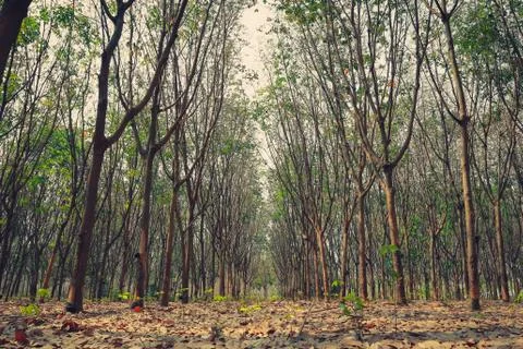 Rubber tree. Stock Photos