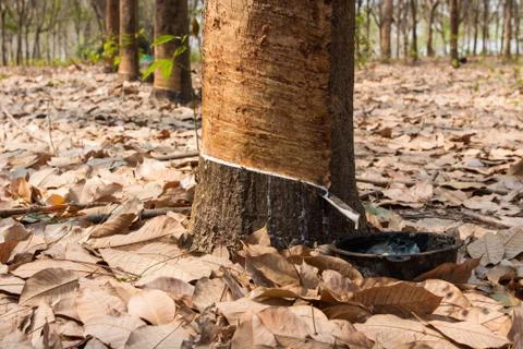 Rubber tree. Stock Photos