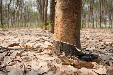 Rubber tree. Stock Photos