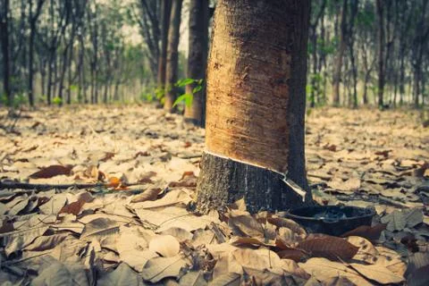 Rubber tree. Stock Photos