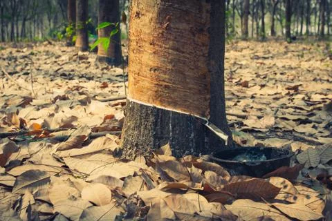 Rubber tree. Stock Photos