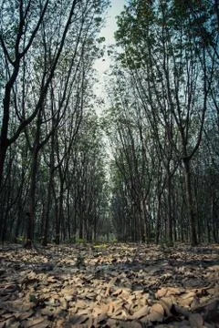 Rubber tree. Stock Photos