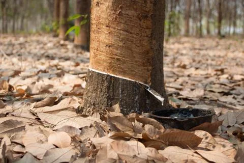 Rubber tree. Stock Photos
