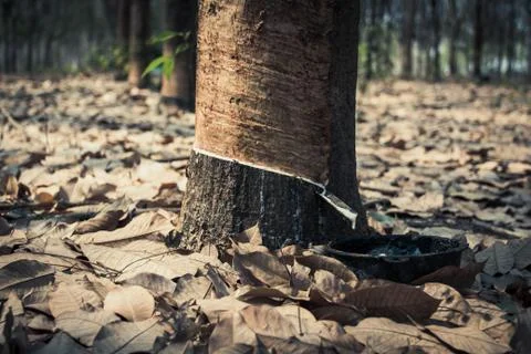 Rubber tree. Stock Photos