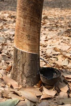 Rubber tree. Stock Photos