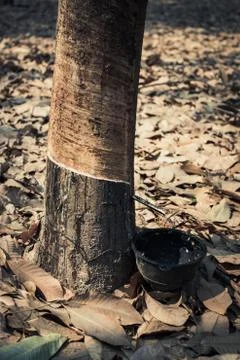 Rubber tree. Stock Photos