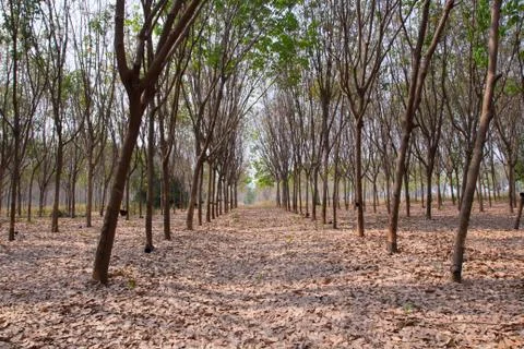 Rubber tree. Stock Photos