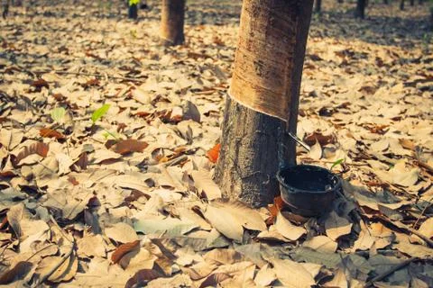 Rubber tree. Stock Photos