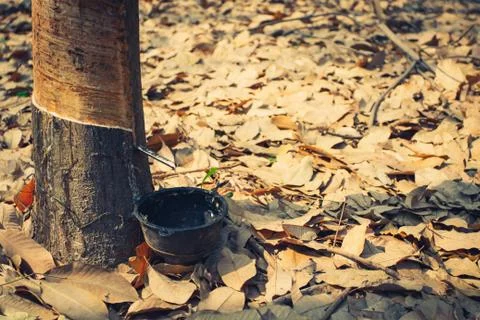 Rubber tree. Stock Photos