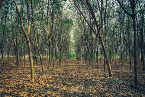 Rubber tree. Stock Photos