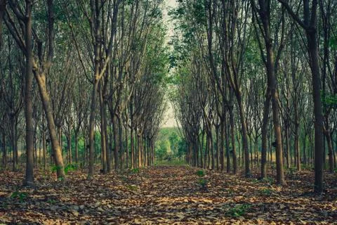 Rubber tree. Stock Photos