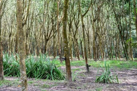 Rubber tree Stock Photos
